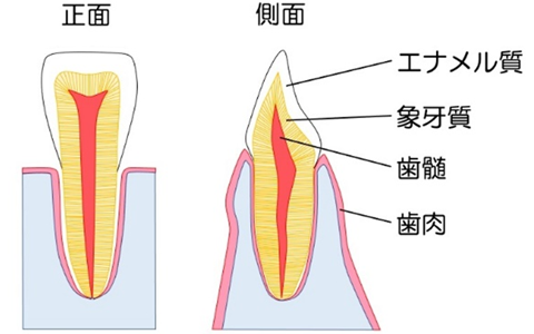 歯の断面図